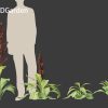Veratrum nigrum - black false hellebore 3D model - Image 5