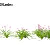 Zephyranthes - Storm Lily 3D Model - Image 8