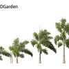Syagrus sancona – Columbian Foxtail Palm 02 Windy 3D Model - Image 9