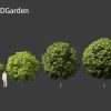 Robinia pseudoacacia - Black locust 05 Tree 3D Model - Image 2