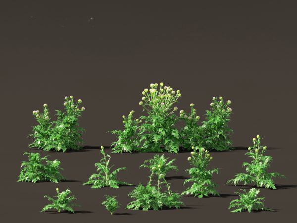 Edible Garden Plants Pack 28 - Image 10