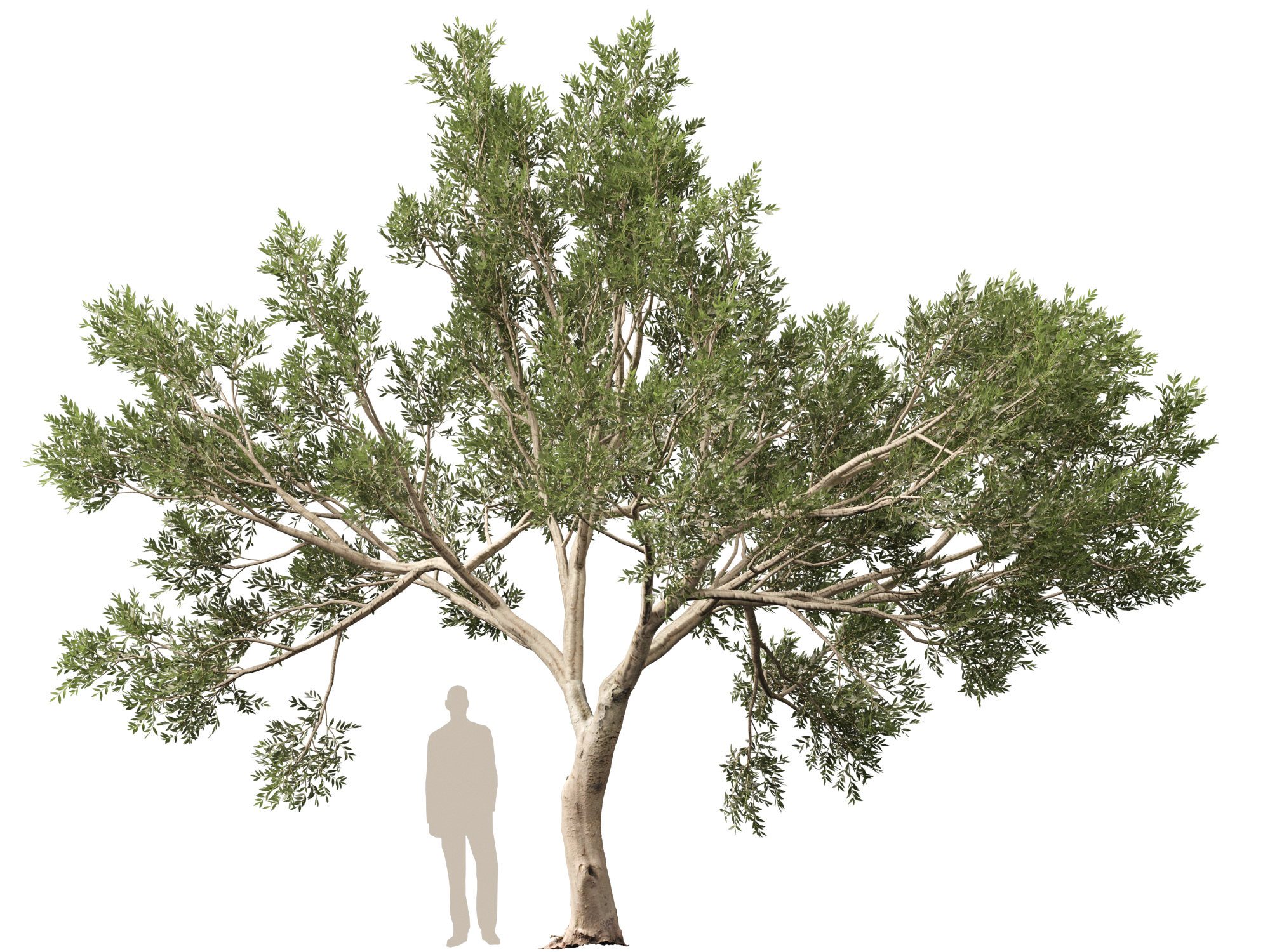 Scanned Olea europaea - Common olive Pack (09-19) - Image 2