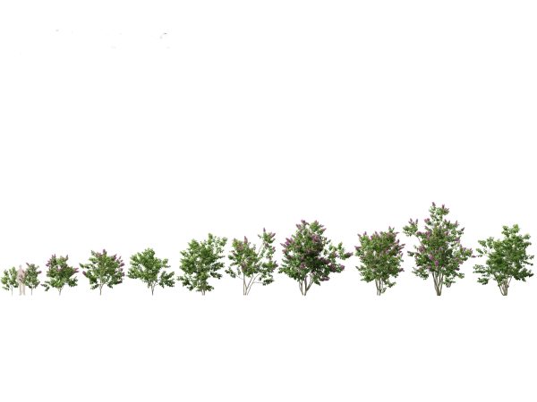 Flowering Shrubs & Blossoms Pack 04 - Image 15