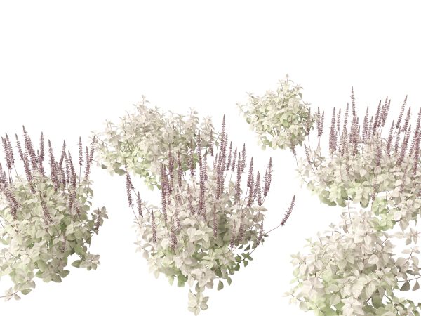 Tropical & Exotic Foliage Pack 49 - Image 14