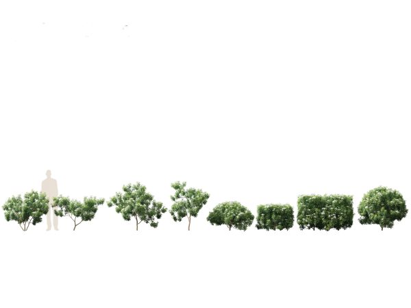 Flowering Garden Shrubs Pack 47 - Image 30