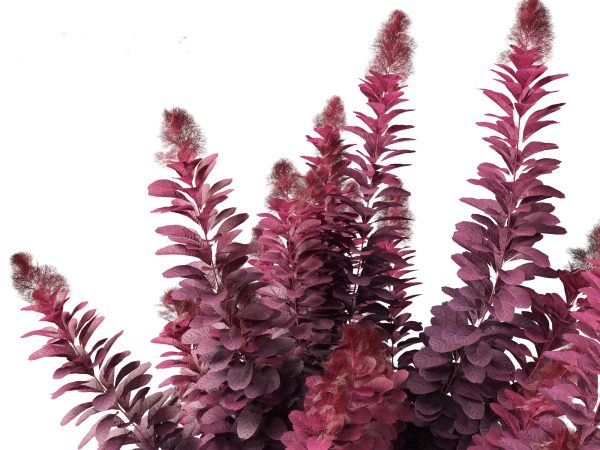 Temperate Flowering Shrubs & Trees Pack 54 - Image 21