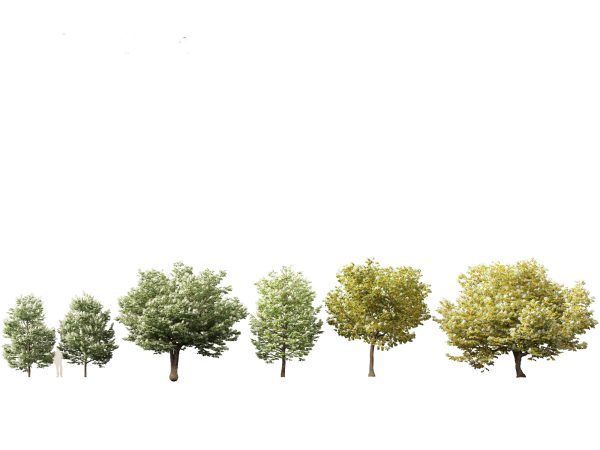 Asian Ornamental Trees Pack 21 - Image 13