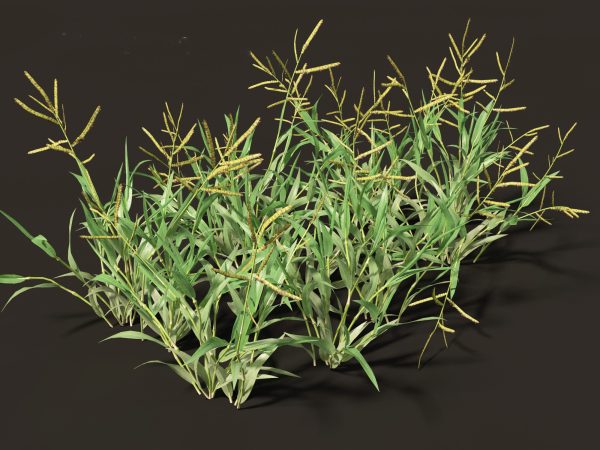 Meadow & Grassland Plants Pack 34 - Image 26