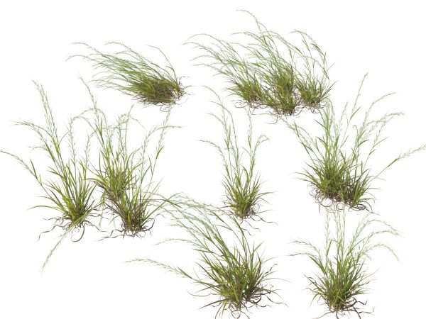 Ornamental Grasses & Groundcovers Pack 48 - Image 15