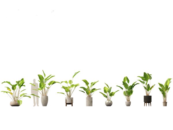 Decorative Indoor Plants Essentials Pack 41 - Image 10
