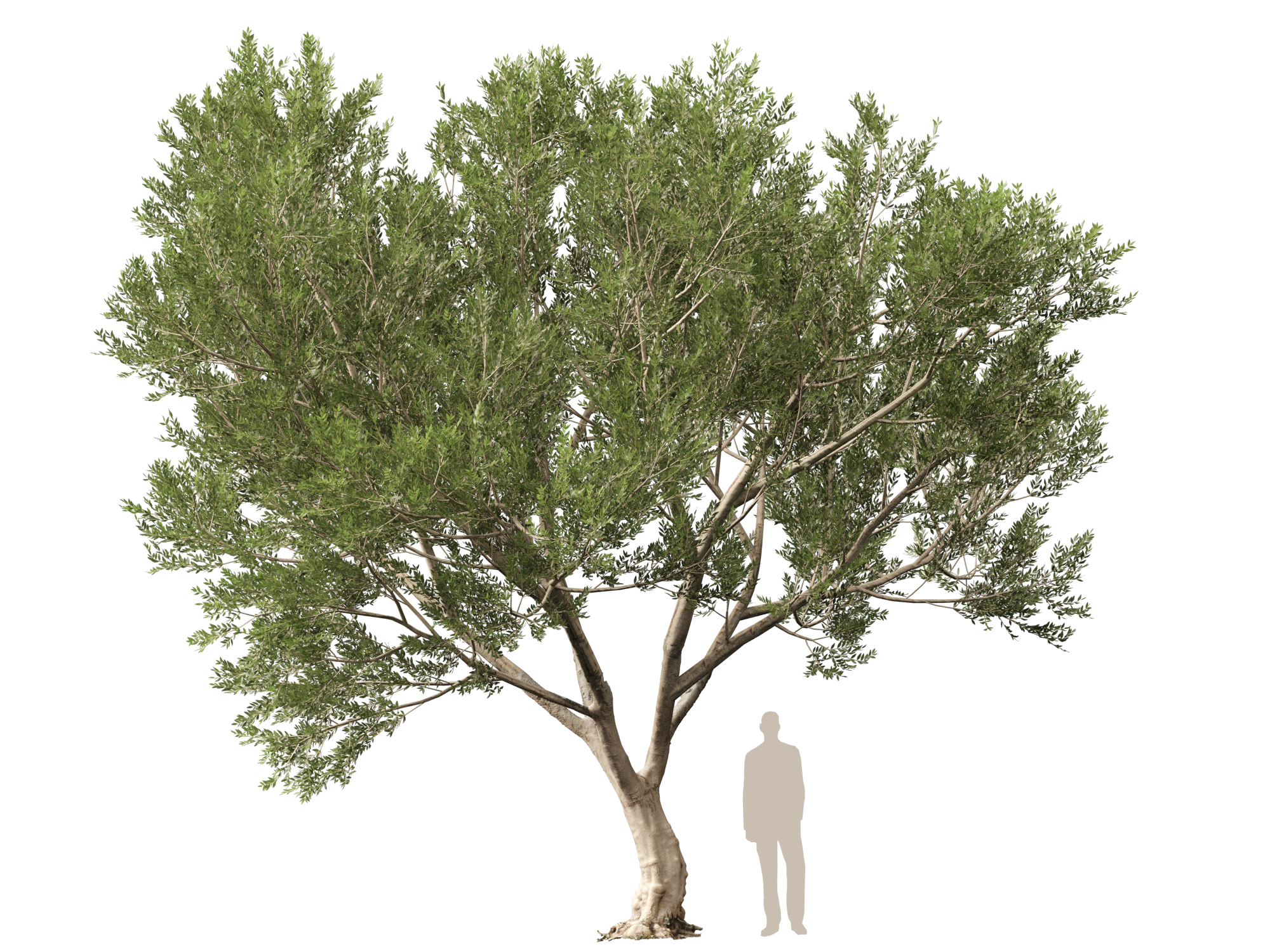 Scanned Olea europaea - Common olive Pack (09-19) - Image 3