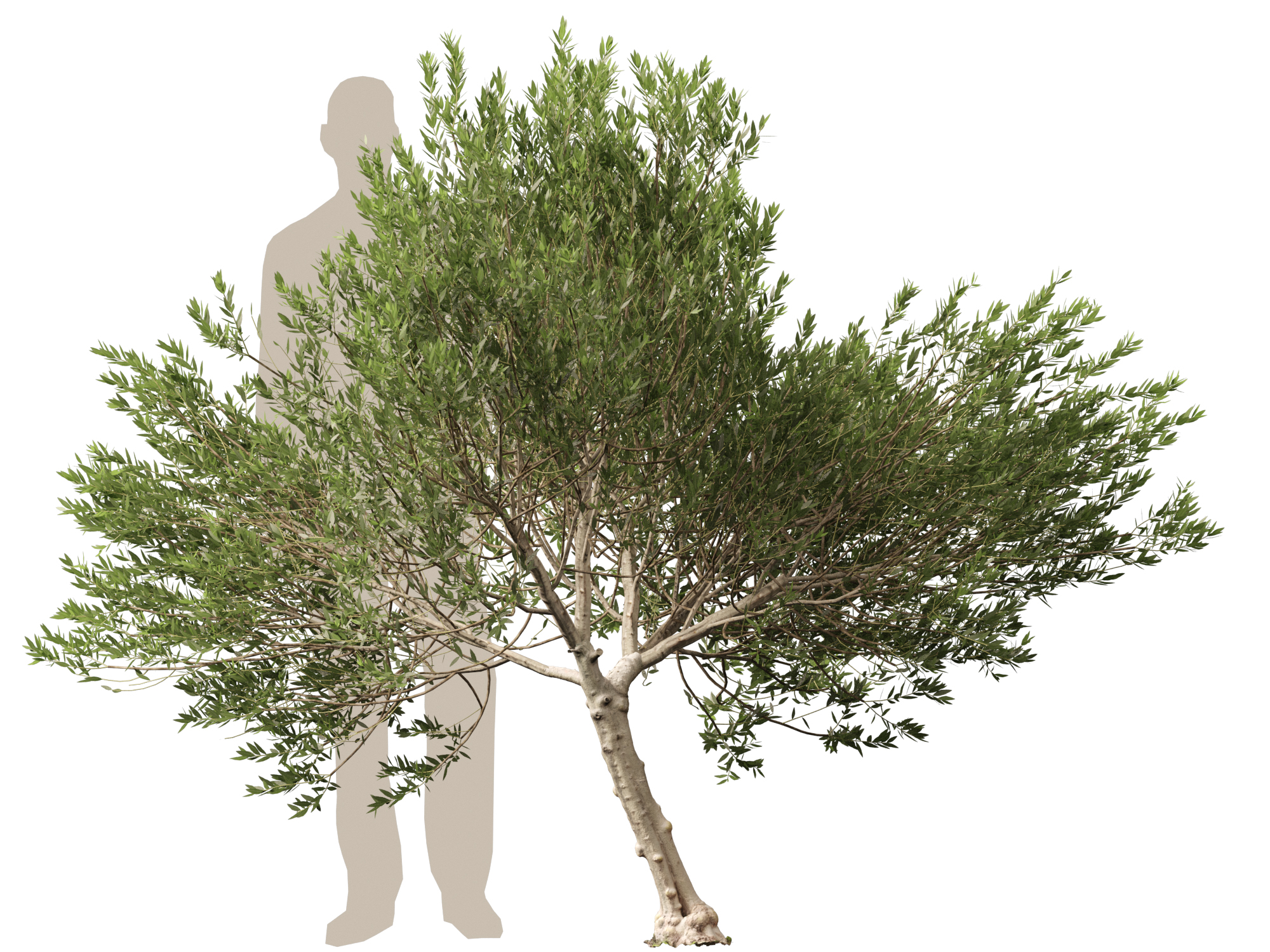 Scanned Olea europaea - Common olive Pack (09-19) - Image 4