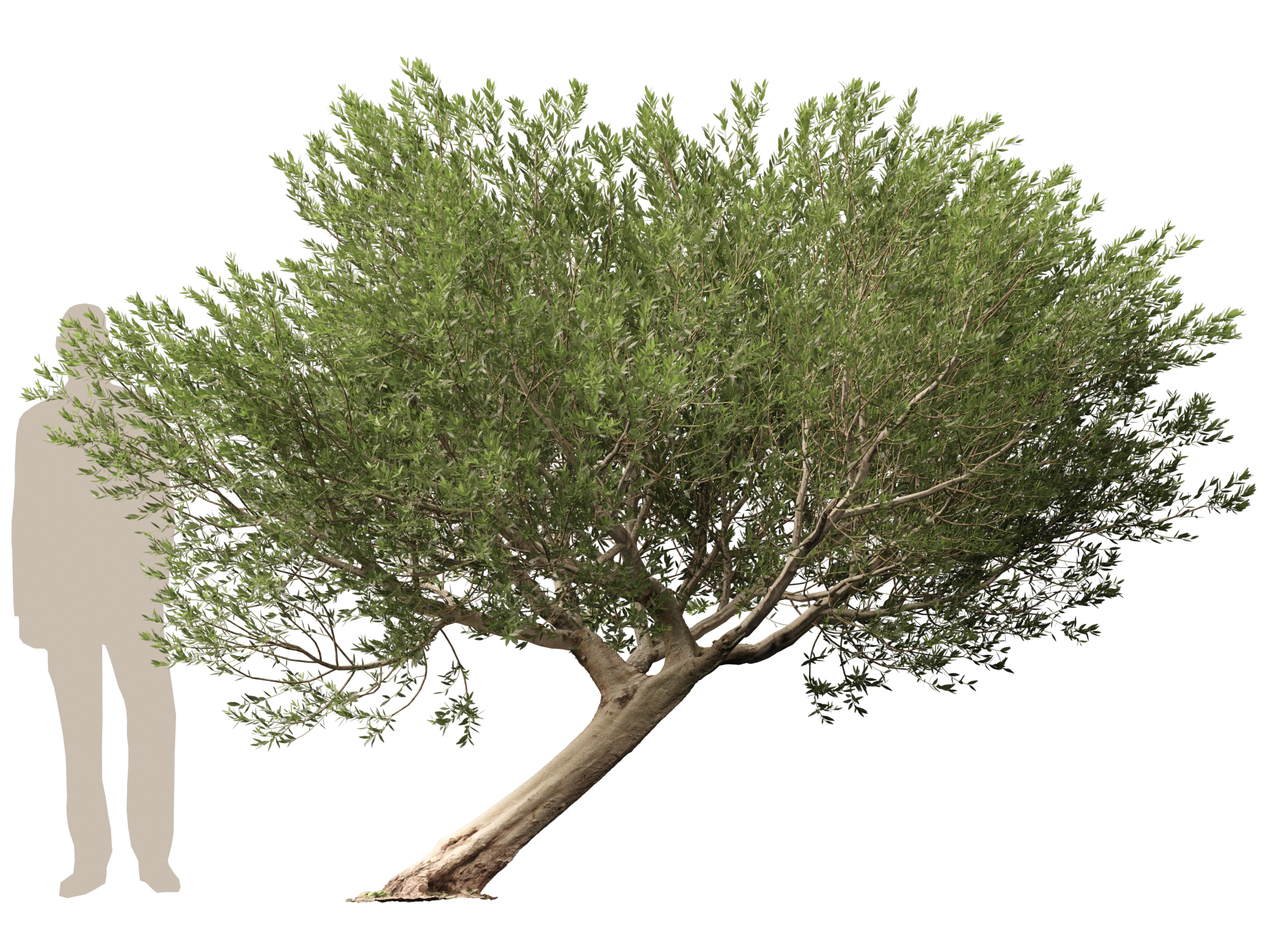Scanned Olea europaea - Common olive Pack (09-19) - Image 5