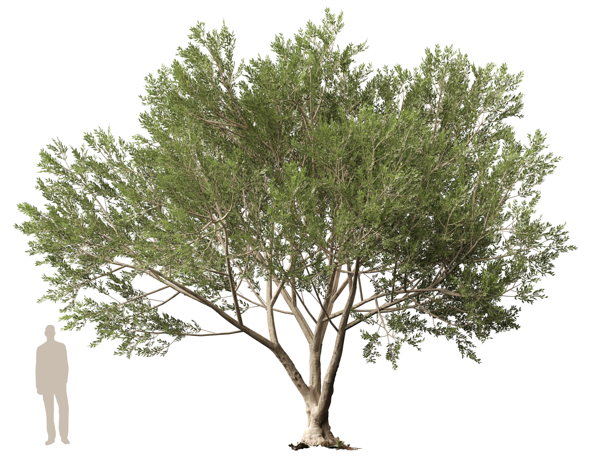 Scanned Olea europaea - Common olive Pack (09-19) - Image 6