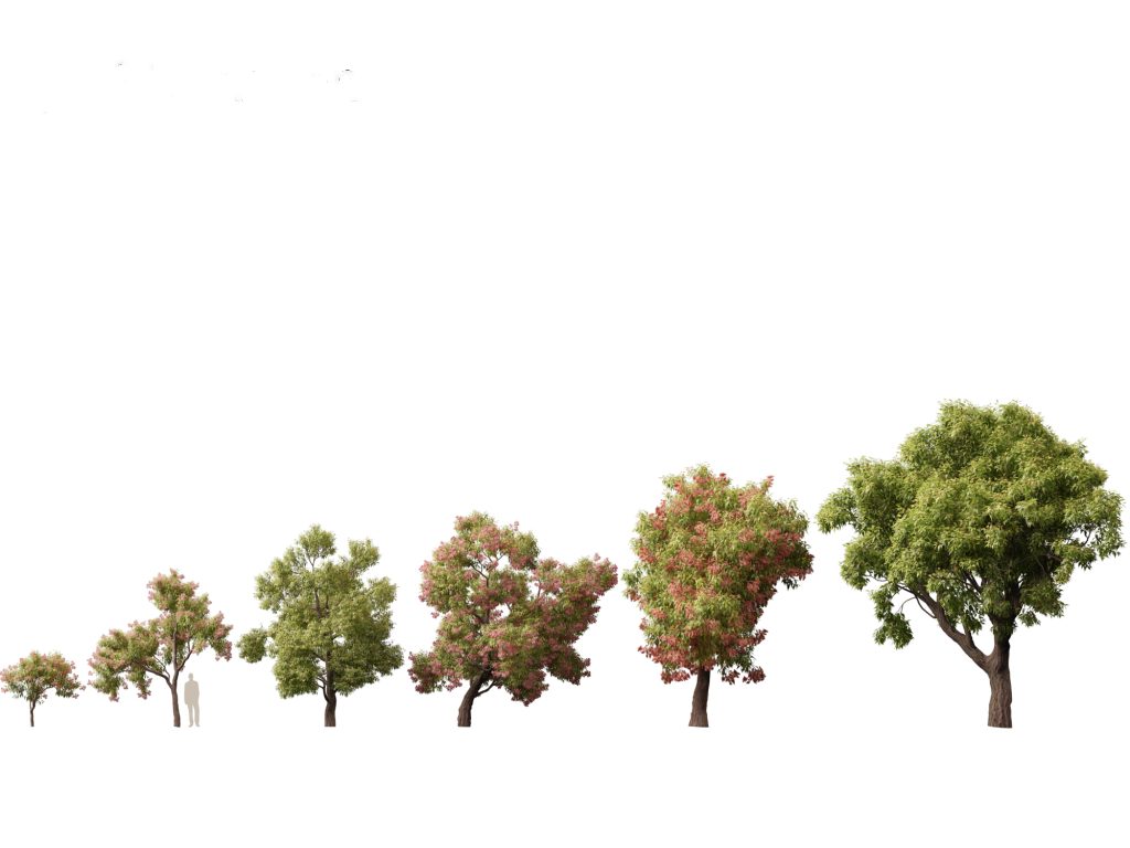 Australian Native Trees Pack 31