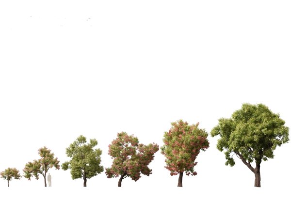 Australian Native Trees Pack 31 - Image 12