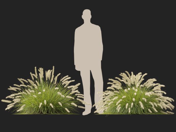 Pennisetum alopecuroides Pennstripe – Swamp Foxtail Grass 3D Model - Image 6