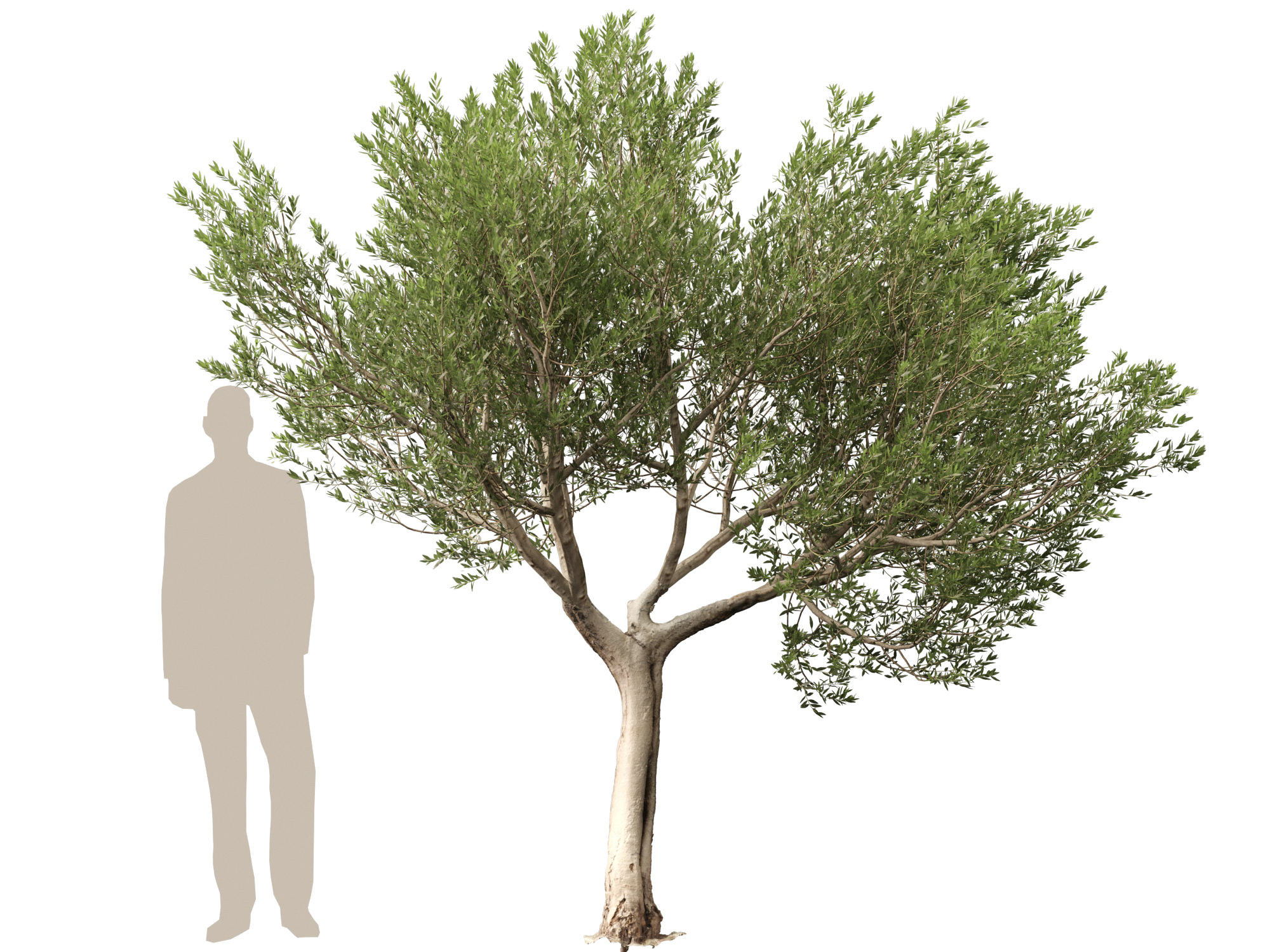 Scanned Olea europaea - Common olive Pack (09-19) - Image 7