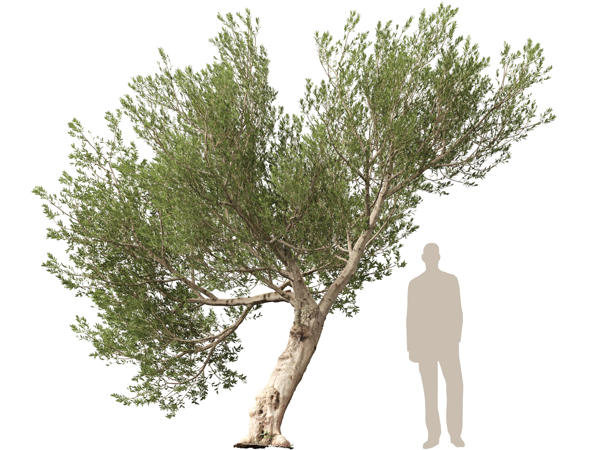 Scanned Olea europaea - Common olive Pack (09-19) - Image 8