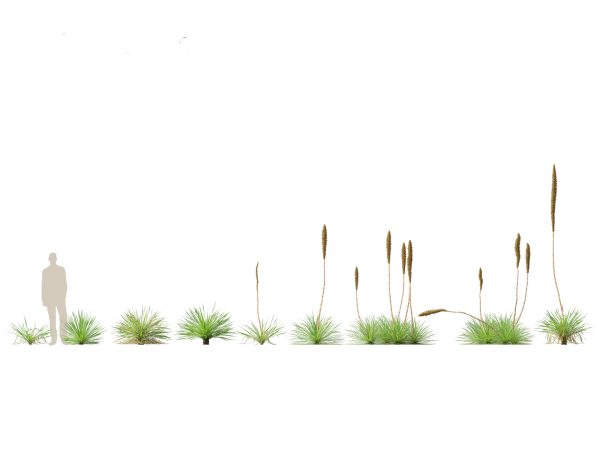 Tropical & Architectural Foliage Pack 51 - Image 20