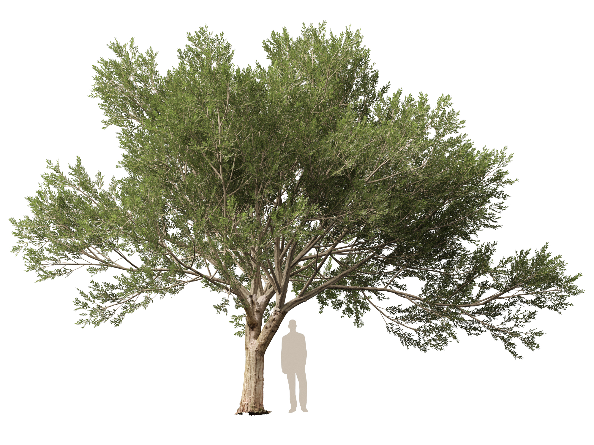 Scanned Olea europaea - Common olive Pack (09-19) - Image 9