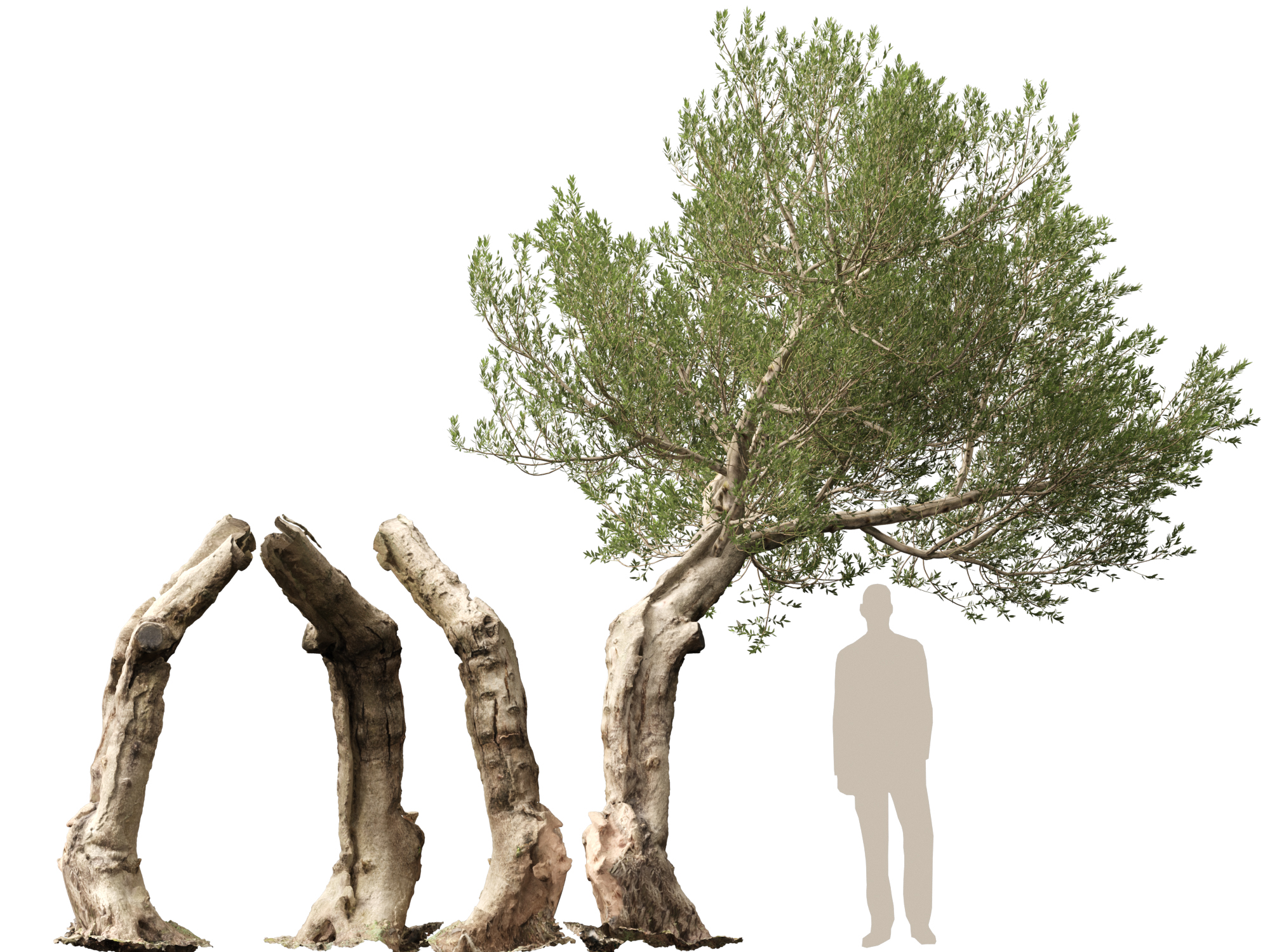 Scanned Olea europaea - Common olive Pack (09-19) - Image 10