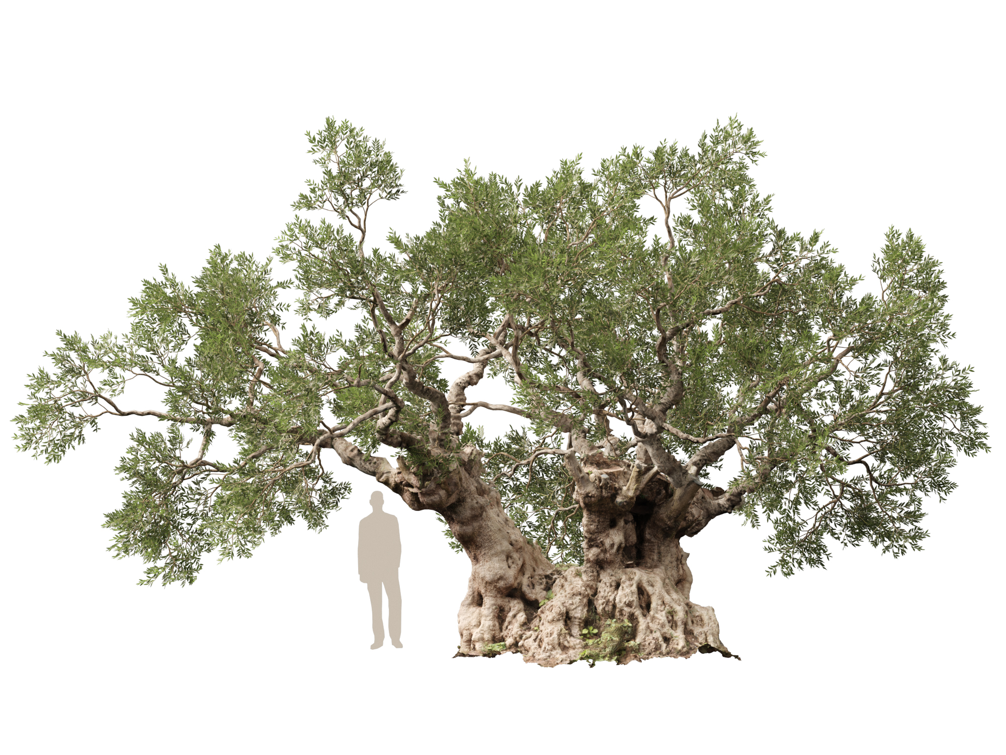 Scanned Olea europaea - Common olive Pack (09-19) - Image 11