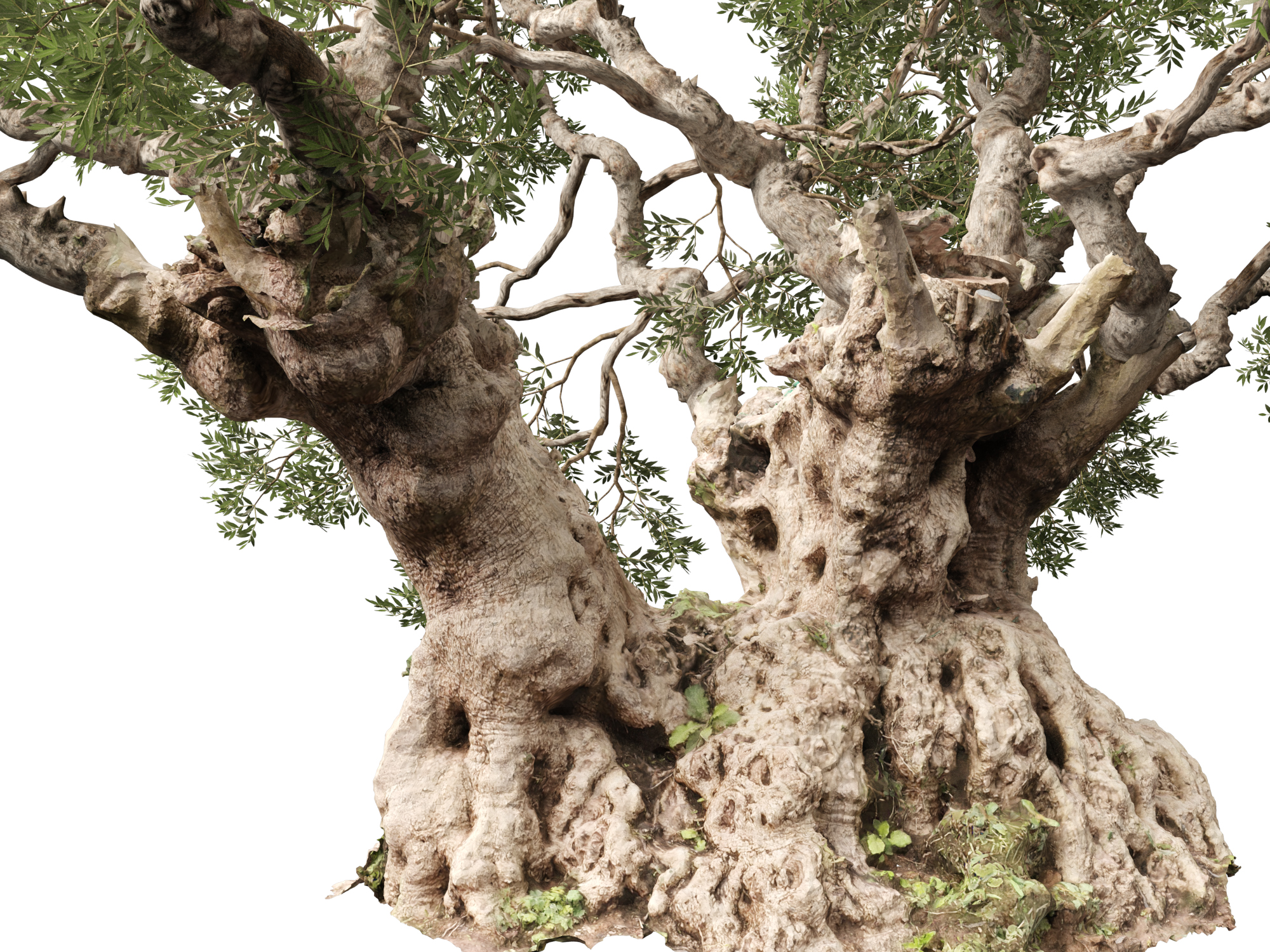 Scanned Olea europaea - Common olive Pack (09-19) - Image 12