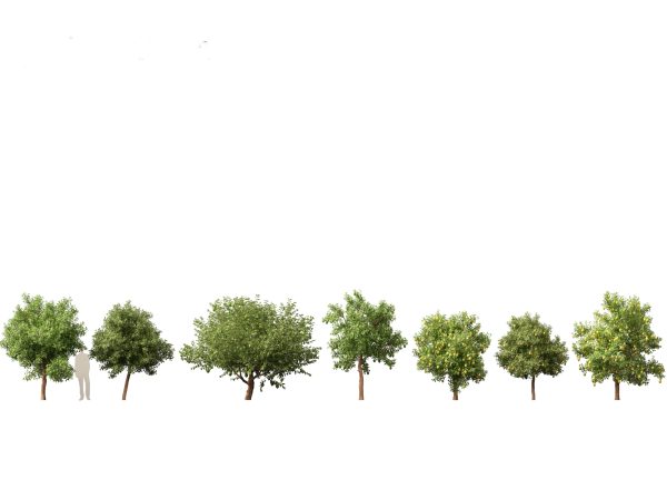 Tropical & Subtropical Trees Pack 46 - Image 18