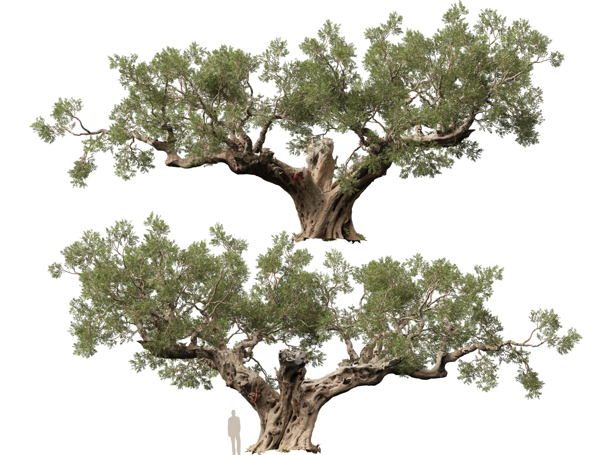 Scanned Olea europaea - Common olive Pack (09-19) - Image 13