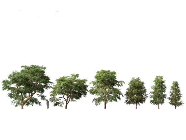 Evergreen Conifers Pack 05 - Image 14