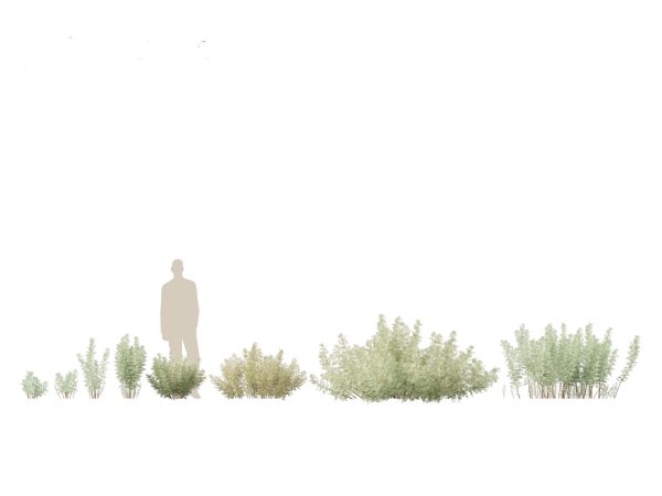 Mediterranean & Arid Plants Pack 44 - Image 2