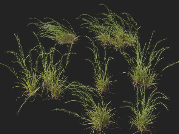Microlaena stipoides - Weeping meadow grass 3D Model - Image 5