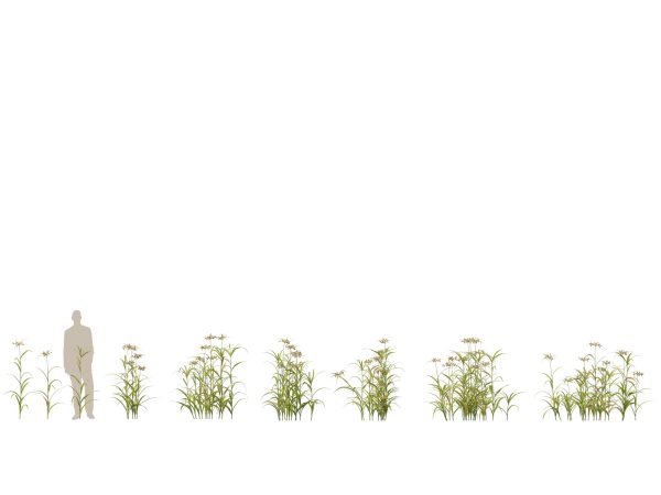 Aquatic & Pond Plants Pack 09 - Image 4