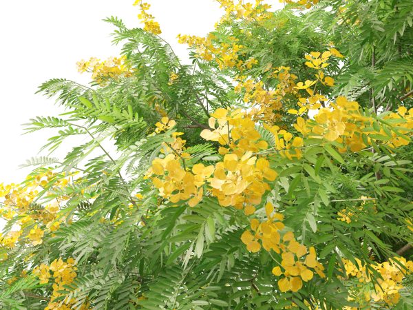 Bulnesia arborea - verawood 3D Model - Image 4