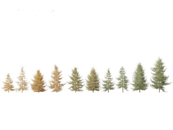 Alpine & Mountain Conifers Pack 14 - Image 9