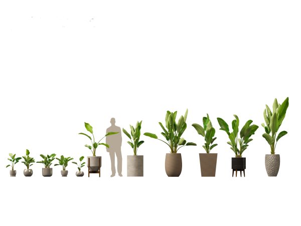Large Potted Greenery Pack 40 - Image 20