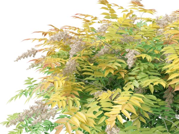 Temperate Flowering Shrubs & Trees Pack 54 - Image 26