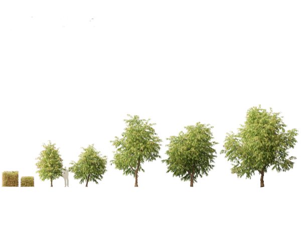 Garden Greenery Essentials Pack 39 - Image 24