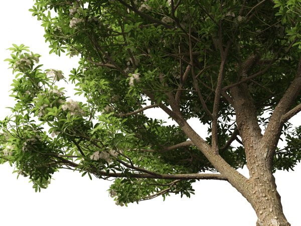 Tropical & Subtropical Trees Pack 46 - Image 28