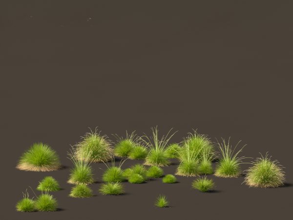 Elegant Garden Grasses Pack 38 - Image 11