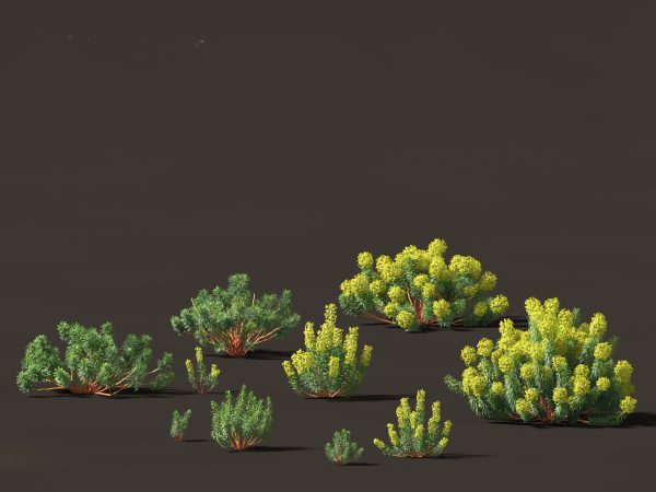 Mediterranean & Arid Plants Pack 44 - Image 24