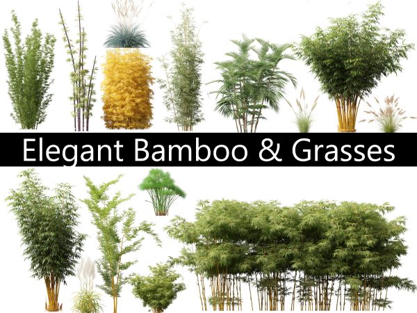 Elegant Bamboo & Grasses Pack 33