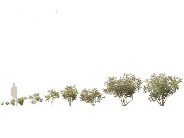 Tropical & Exotic Foliage Pack 49 - Image 23