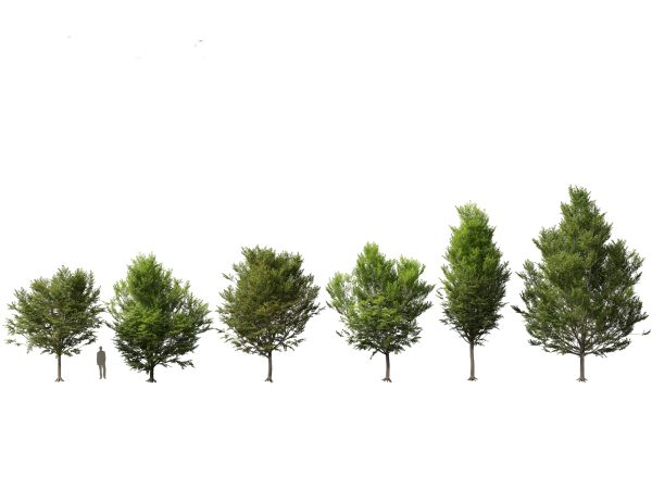 Parkland & Avenue Trees Pack 12 - Image 4