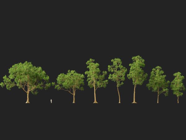 Eucalyptus deglupta - Rainbow Gum 3D Model - Image 15