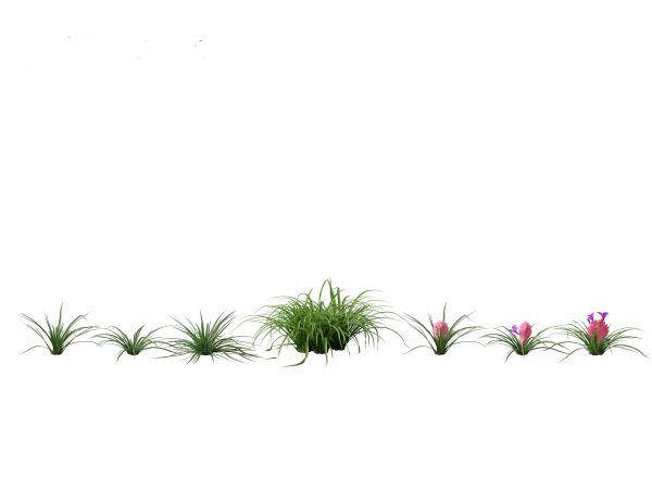Tropical & Exotic Foliage Pack 49 - Image 25