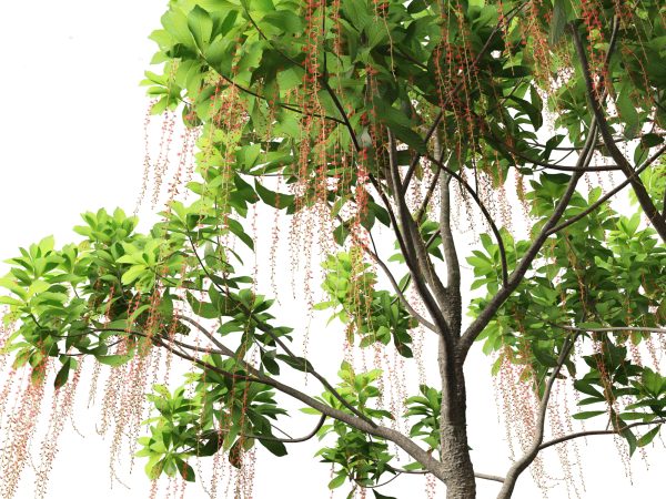 Exotic Tropical Greenery Pack 36 - Image 17