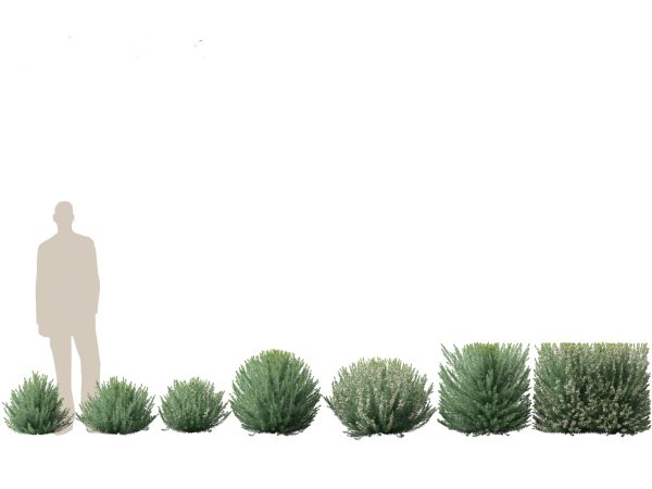Cottage Garden Shrubs Pack 15 - Image 7