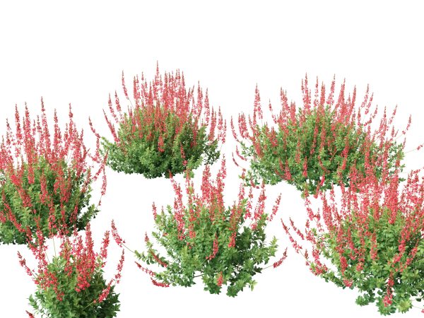 Mediterranean & Arid Plants Pack 44 - Image 9